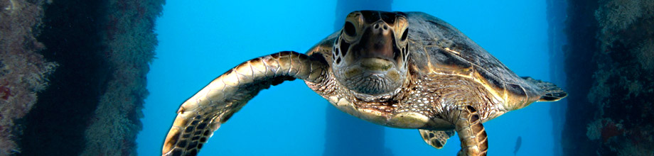 Juvenile green sea turtle underneath the Midway Island Pier in the Papah&#257;naumoku&#257;kea Marine National Monument.
